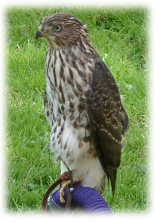 Cooper's Hawk image