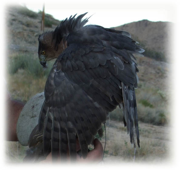 Cooper's Hawk image