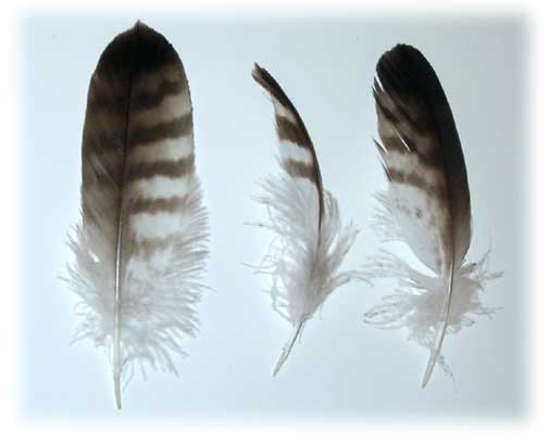 pictures feathers