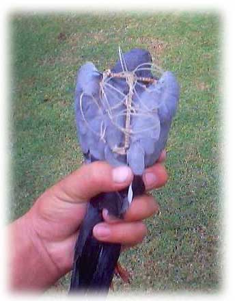 Pigeon harness image